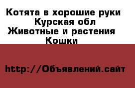 Котята в хорошие руки - Курская обл. Животные и растения » Кошки   